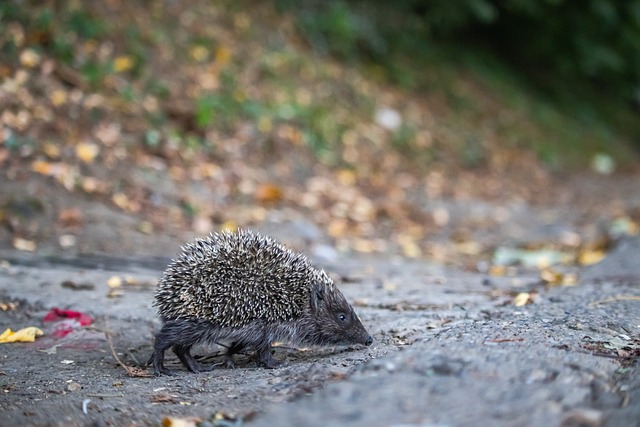 AI不仅仅 AI不仅仅