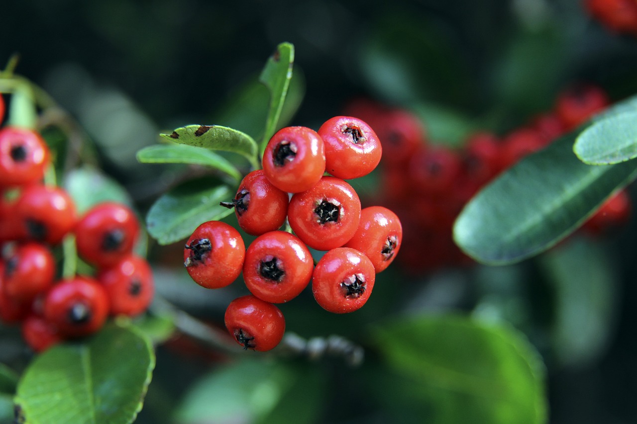 重回德甲 重回德甲